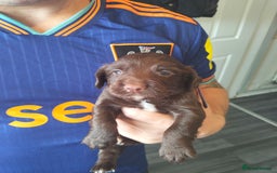 Cocker Spaniel dogs for sale: 7 beautiful cocker spaniels  - Image 17