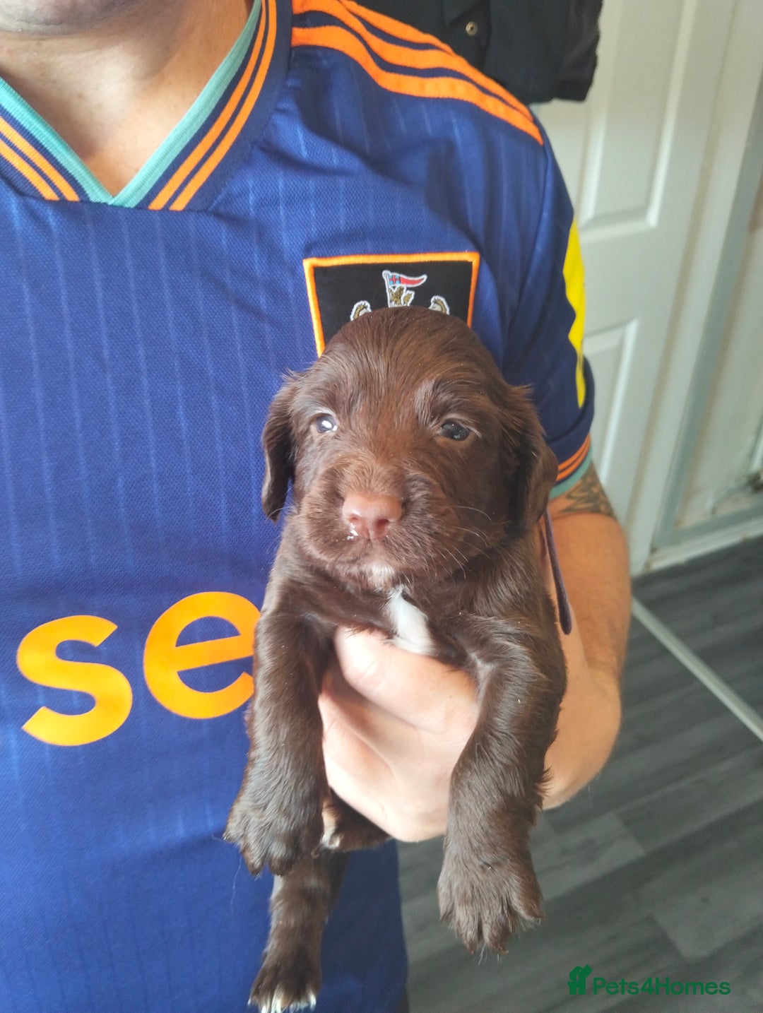 Cocker Spaniel dogs for sale: 7 beautiful cocker spaniels  - Image 17
