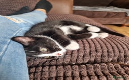 Mixed Breed cats for sale: Bengal x British Short Hair Kitten  - Image 15