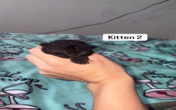 Domestic Shorthair cats for sale: 3 beautiful kittens - Image 7