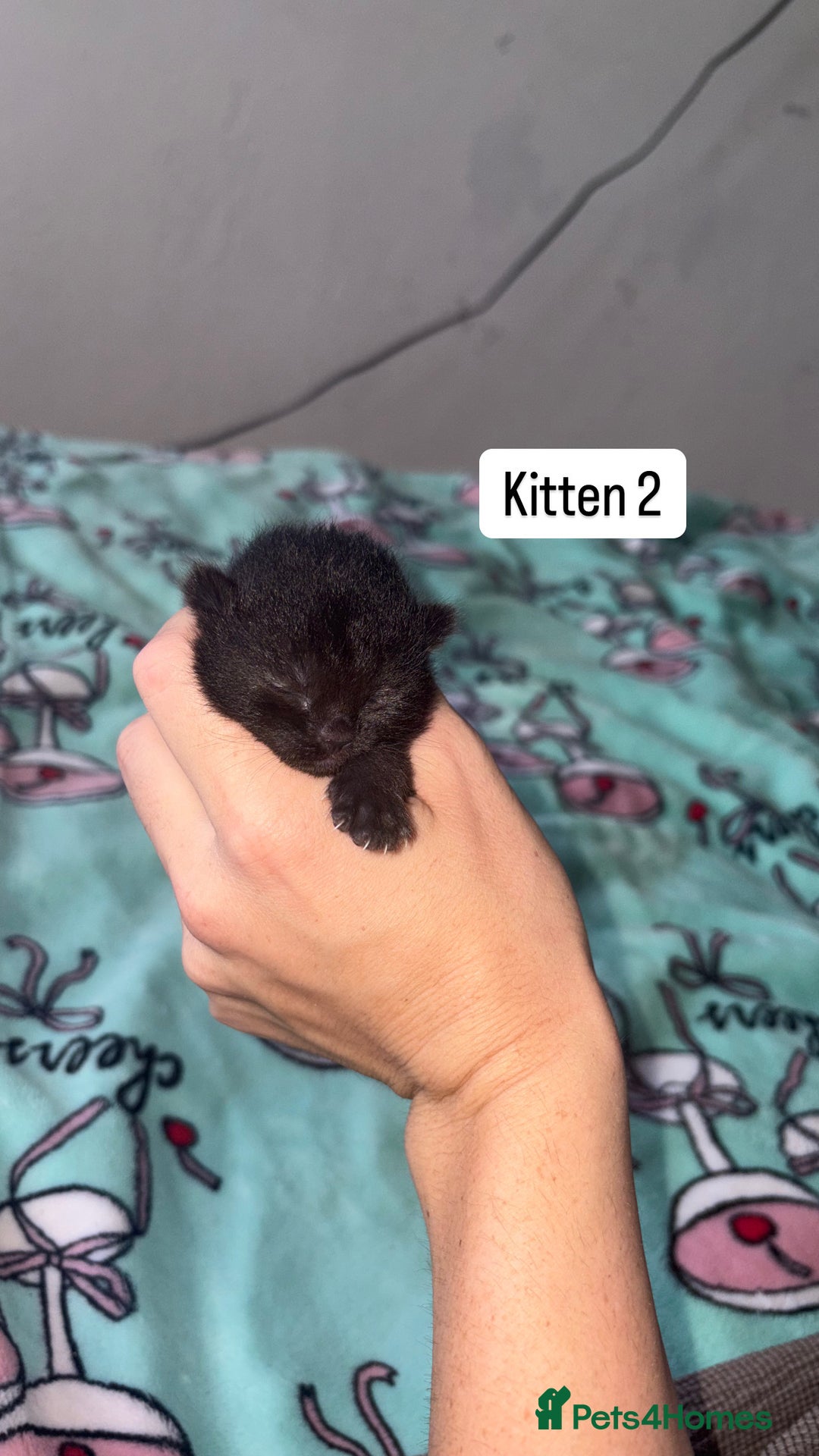 Domestic Shorthair cats for sale: 3 beautiful kittens - Image 7