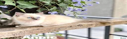 Ragdoll cats for sale: Stunning fluffy blue-point ragdoll female kittens  - Advert 13
