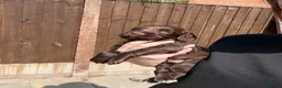 Cocker Spaniel dogs for sale: Working cocker spaniel puppies - all boys - Advert 13