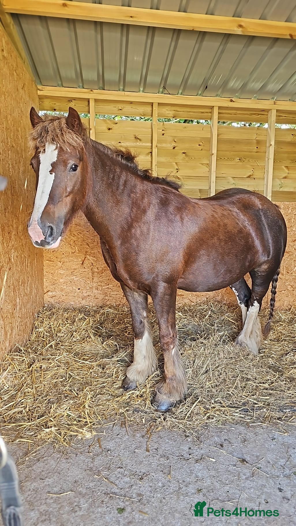 Irish Cob horses Rosie - Advert 1