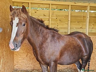Irish Cob horses Rosie - Advert 1