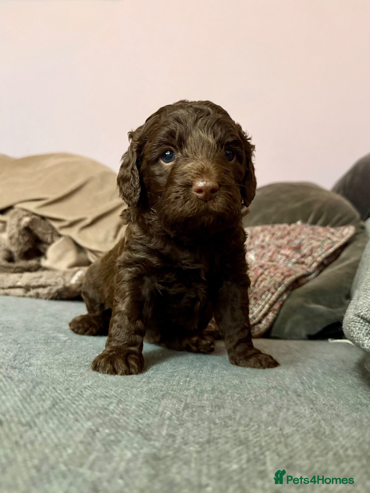 Double Doodle dogs for sale: Adorable Double Doodles - blue Merle, choc, black - Advert 2