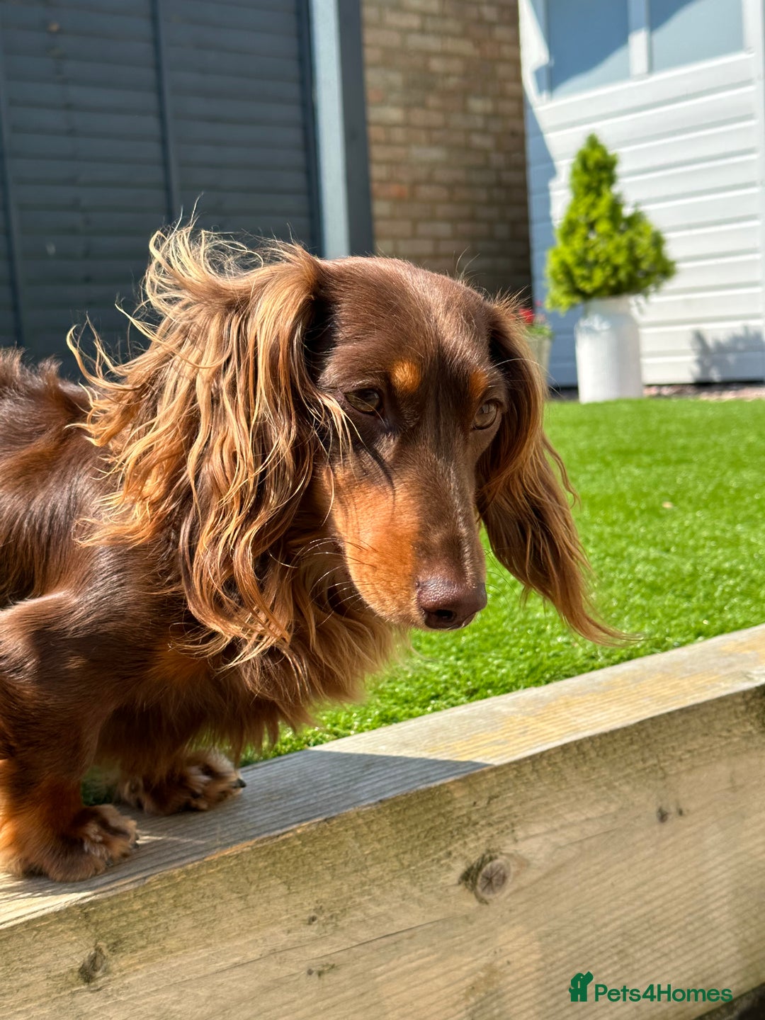 Miniature Dachshund dogs for stud: Long-haired miniature Dachshund in Hitchin - Advert 3