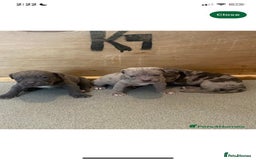 Olde English Bulldogge dogs for sale: English bulldog puppy  - Image 3