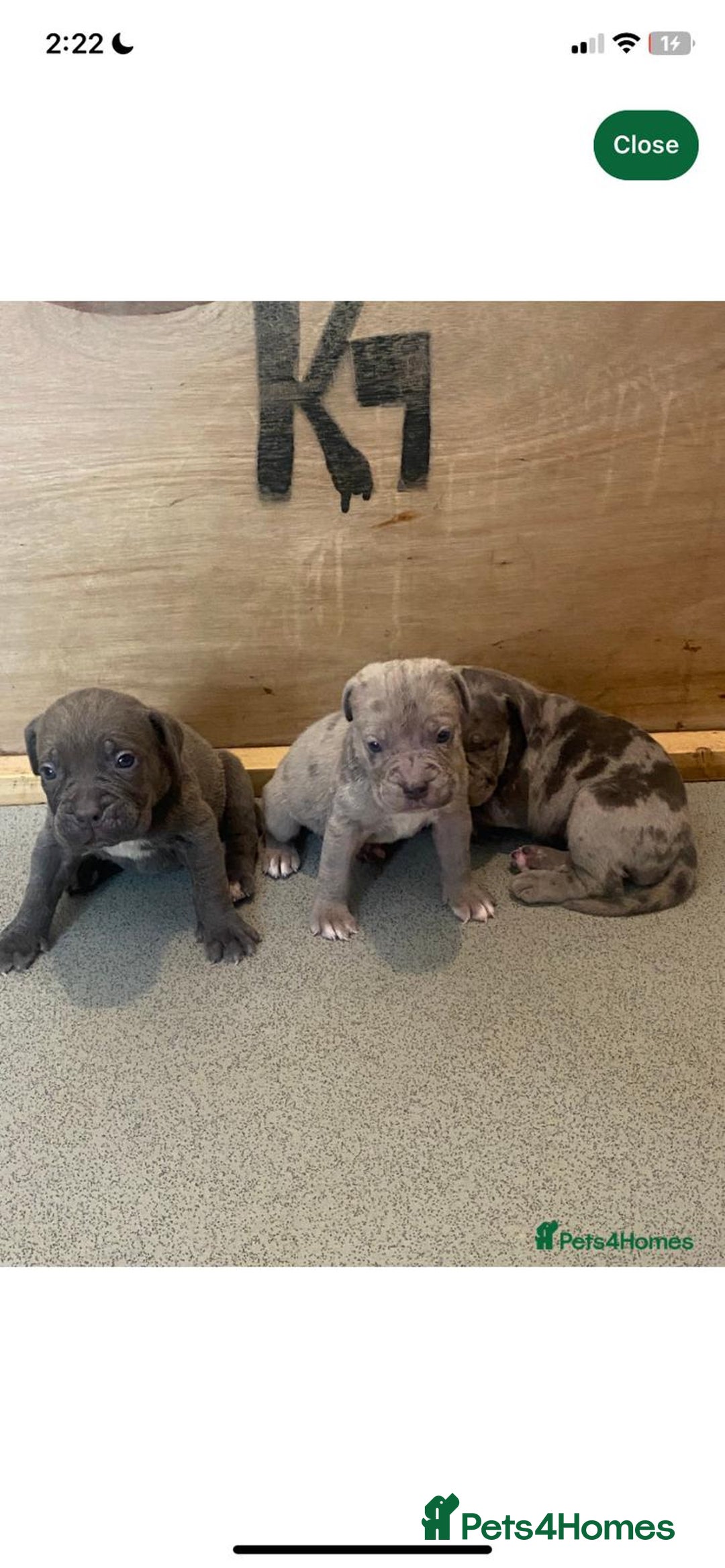 Olde English Bulldogge dogs for sale: English bulldog puppy  - Image 3
