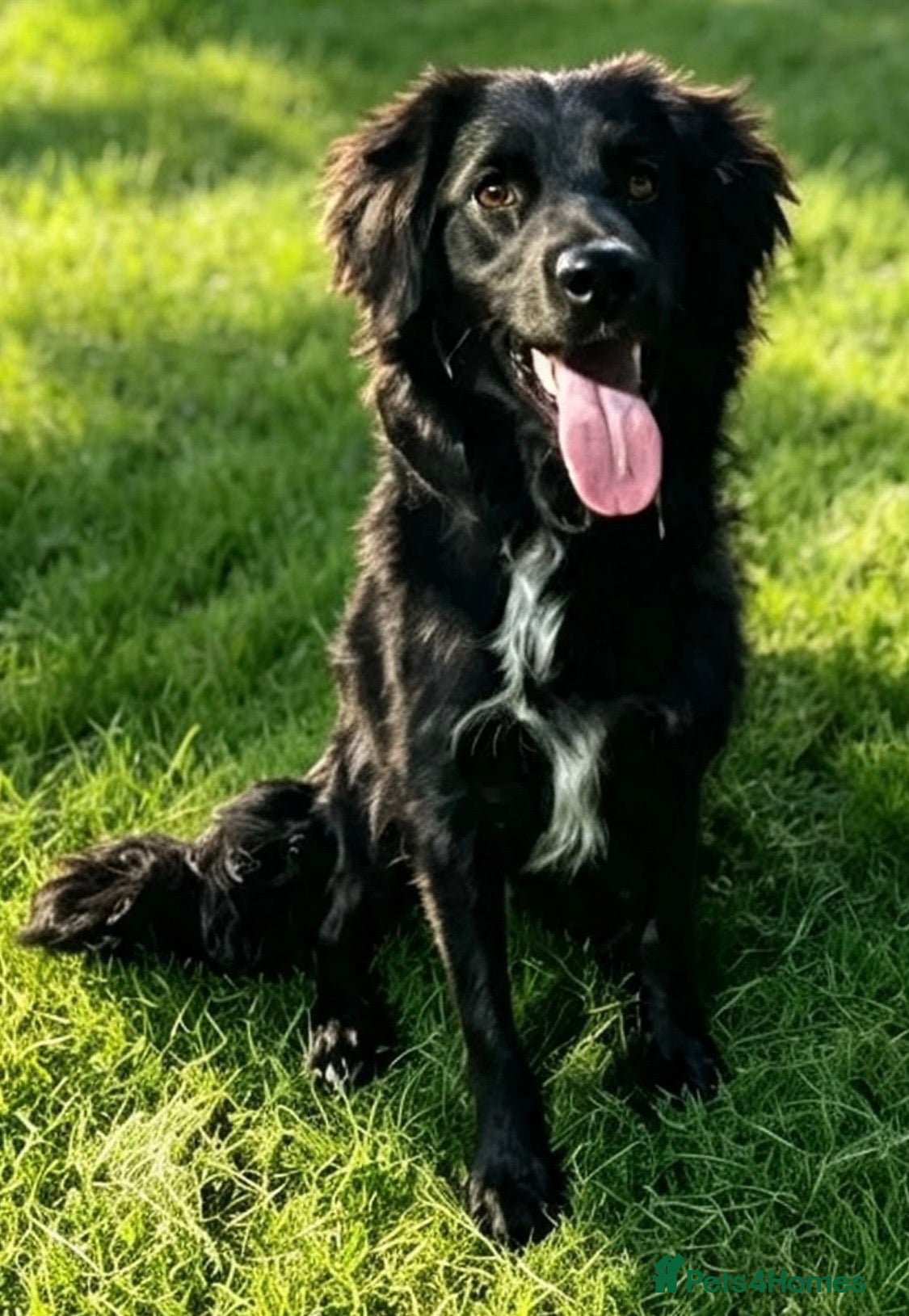 Mixed Breed dogs Sprocker young dog for sale  - Advert 5