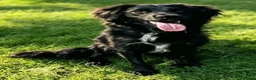 Mixed Breed dogs for sale: Sprocker young dog for sale  in Burton-on-Trent - Advert 1