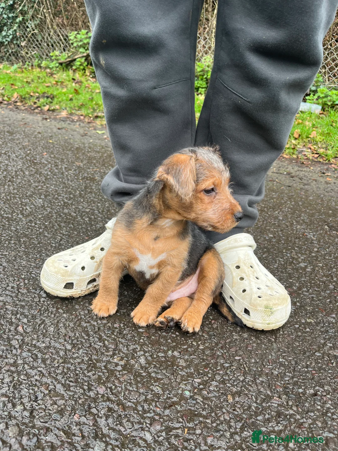 Mixed Breed dogs for sale: Male Jack Russell X Border Terrier  - Advert 2