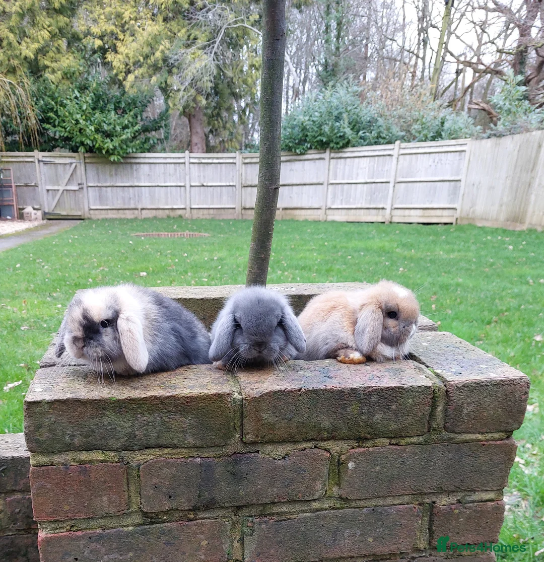 Mini Lop rabbits for sale: Baby Mini Lop Rabbits  - Advert 2