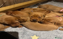 Labrador Retriever dogs for sale: KC Reg Fox Red Labrador Pups from Working Parents - Image 11