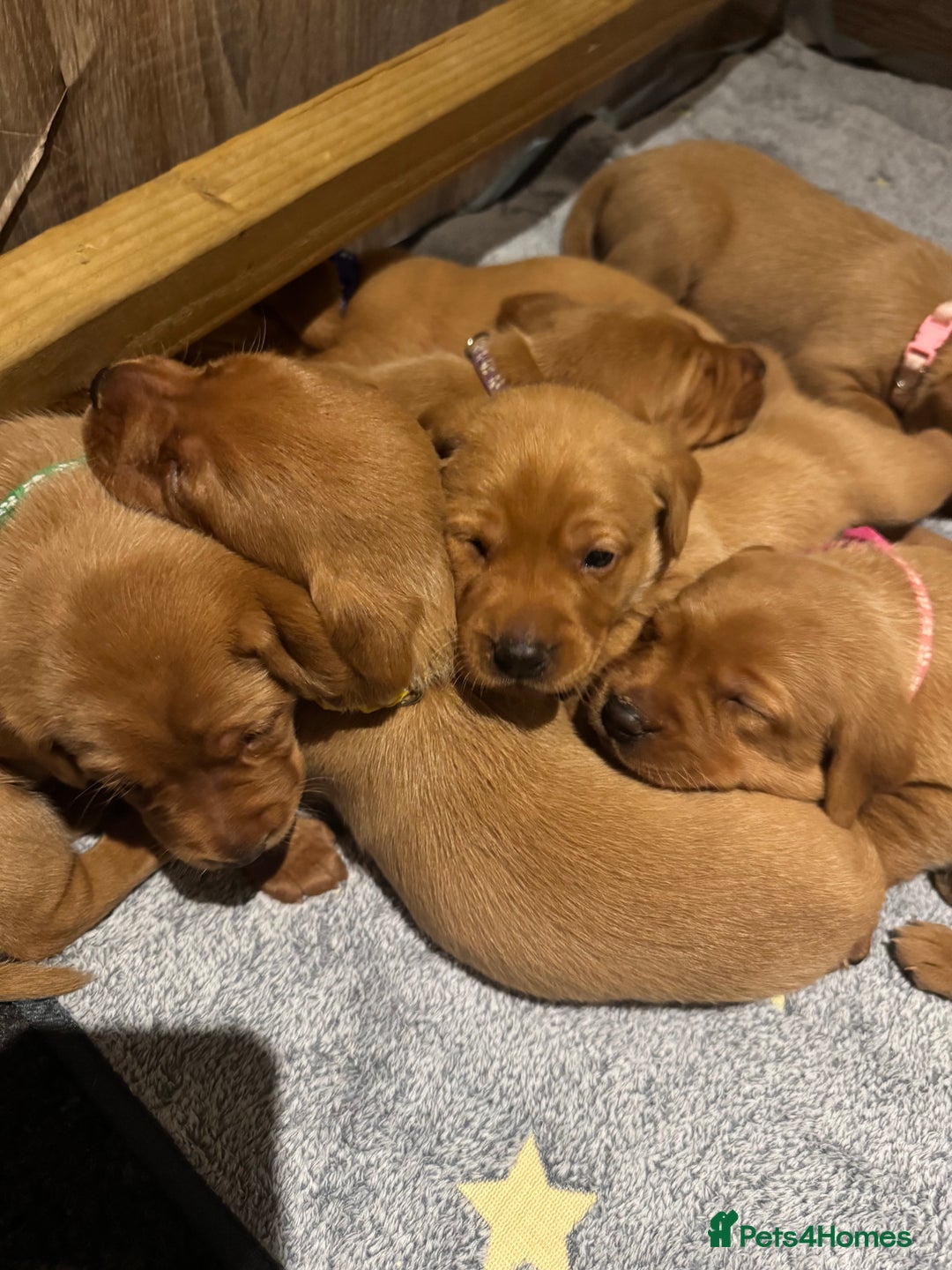 Labrador Retriever dogs for sale: KC Reg Fox Red Labrador Pups from Working Parents - Image 11