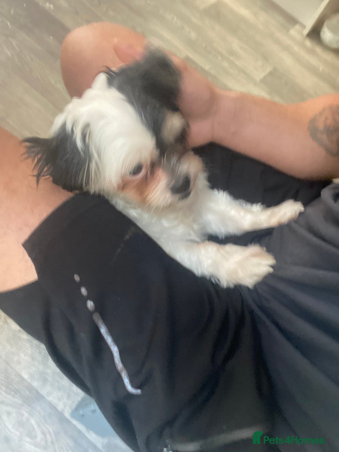 Mixed Breed dogs for sale: Shihtzu X boy  - Image 3