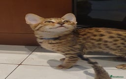 Savannah cats for sale: Fabulous F5 SBT Savannah Kittens! - Image 19