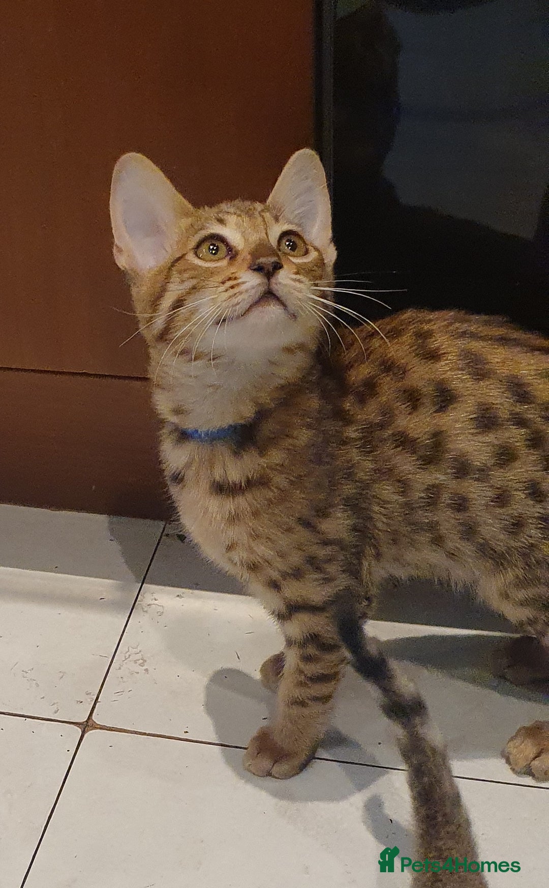 Savannah cats for sale: Fabulous F5 SBT Savannah Kittens! - Image 19