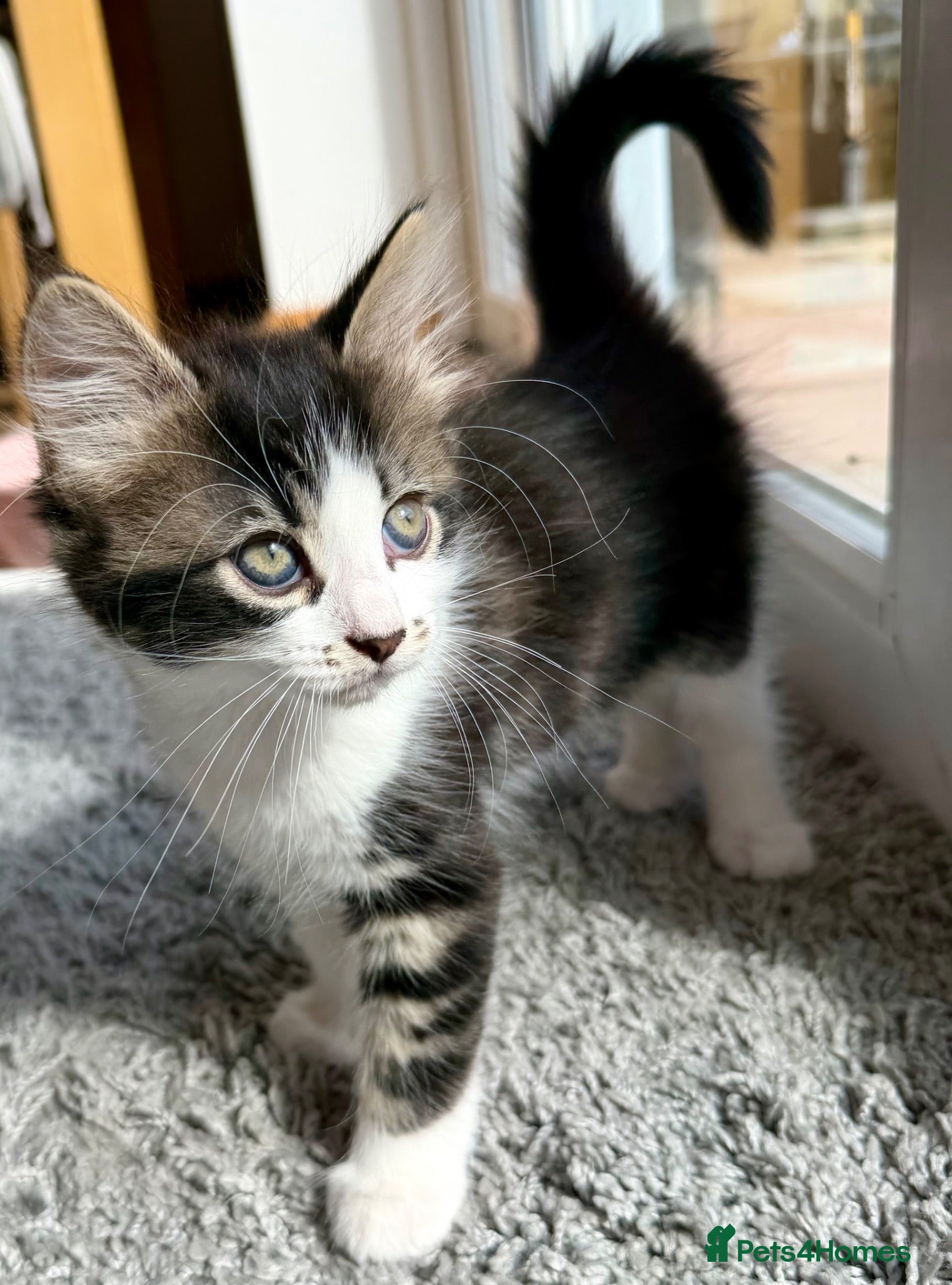 Mixed Breed cats LITTER TRiED 5 Adorable Tabby Kittens 💕💕💕💕💕 - Advert 2