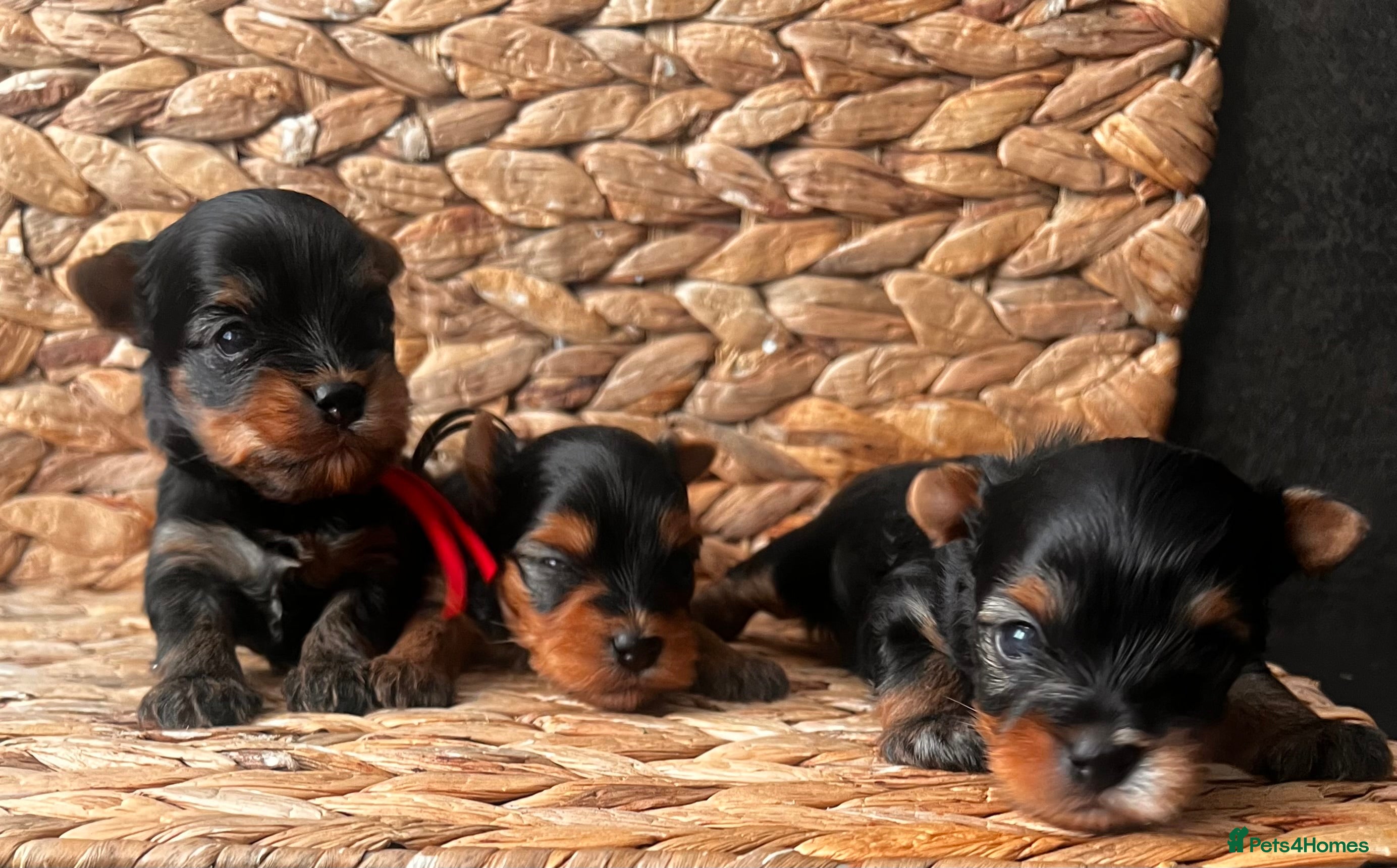 Yorkshire Terrier dogs ❣️❣️❣️ Miniature Yorkshire Terriers – 4 Boys ❣️❣️ - Advert 6