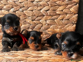 Yorkshire Terrier dogs ❣️❣️❣️ Miniature Yorkshire Terriers – 4 Boys ❣️❣️ - Advert 18