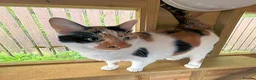 Mixed Breed cats for adoption: ANNABELLE AND DAISY - Advert 5