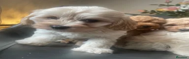 Mixed Breed 4