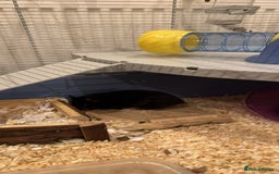 Hamster rodents for sale: ⭐ Black Syrian Hamster – Free to a Loving Home ⭐ - Advert 4