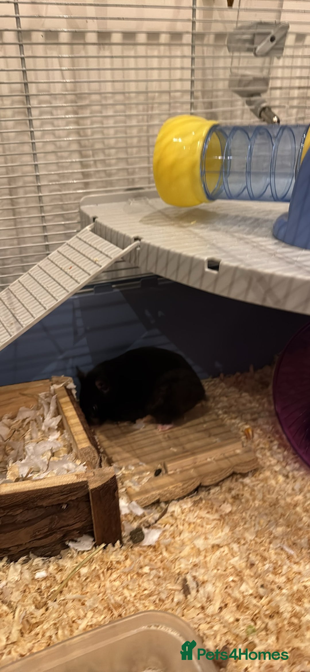 Hamster rodents for sale: ⭐ Black Syrian Hamster – Free to a Loving Home ⭐ - Advert 4