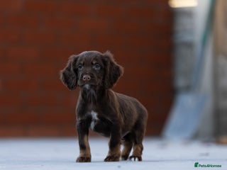 Cocker Spaniel dogs Cocker spaniel puppies - Advert 18