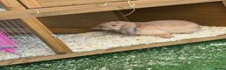 Mini Lop rabbits for sale: 2 x Mini Lops 4 months old  in Weymouth - Advert 6