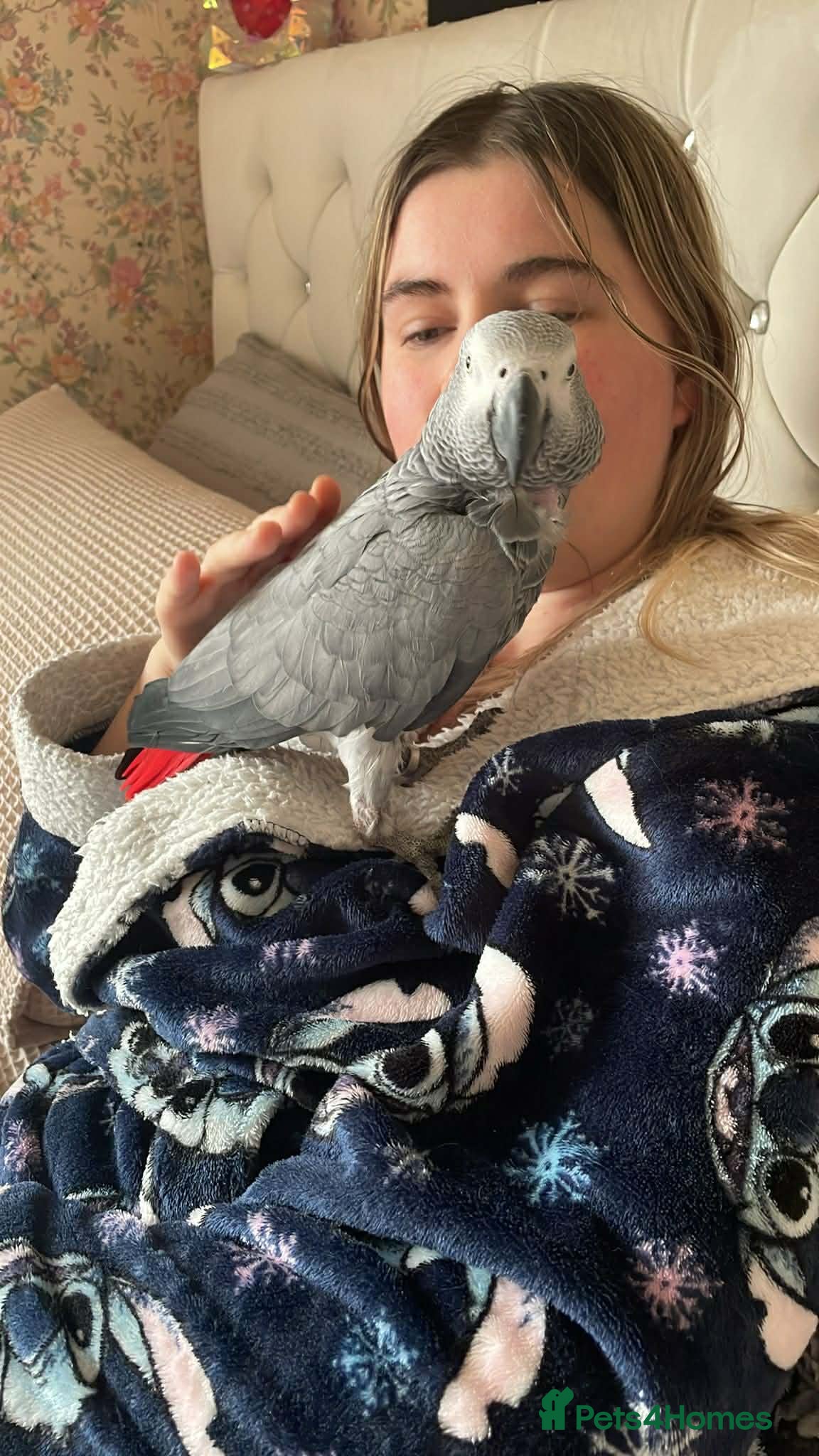 Parrots birds Tame female African grey - Advert 3