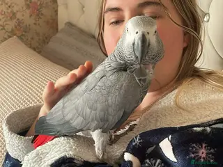 Parrots birds Tame female African grey - Advert 3