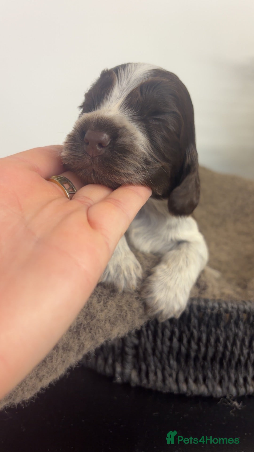 Cocker Spaniel dogs 🤎 KC show cocker spaniels 🤎 - Advert 2