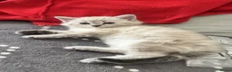 Mixed Breed cats for sale: Beautiful litter 3 left!! Ready to reserve now  - Advert 16