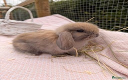 Mini Lop rabbits for sale: Pure mini lops, otters, grey, blue - Image 25