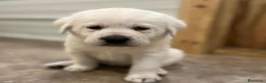 Labrador Retriever 6