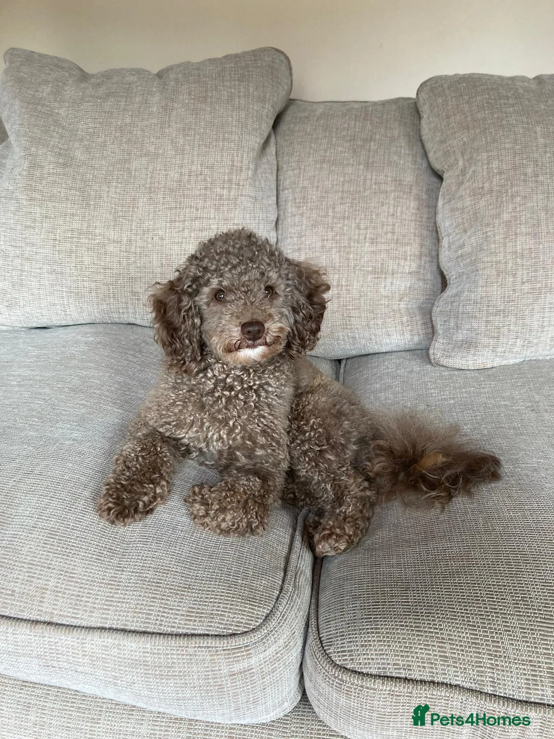 Poodle dogs for stud: Health tested KC chocolate Toy poodle stud  in Stevenage - Advert 2
