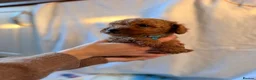 Cockapoo dogs for sale: 🐾 Beautiful Cheeky Cockapoos 🐾 - Advert 10