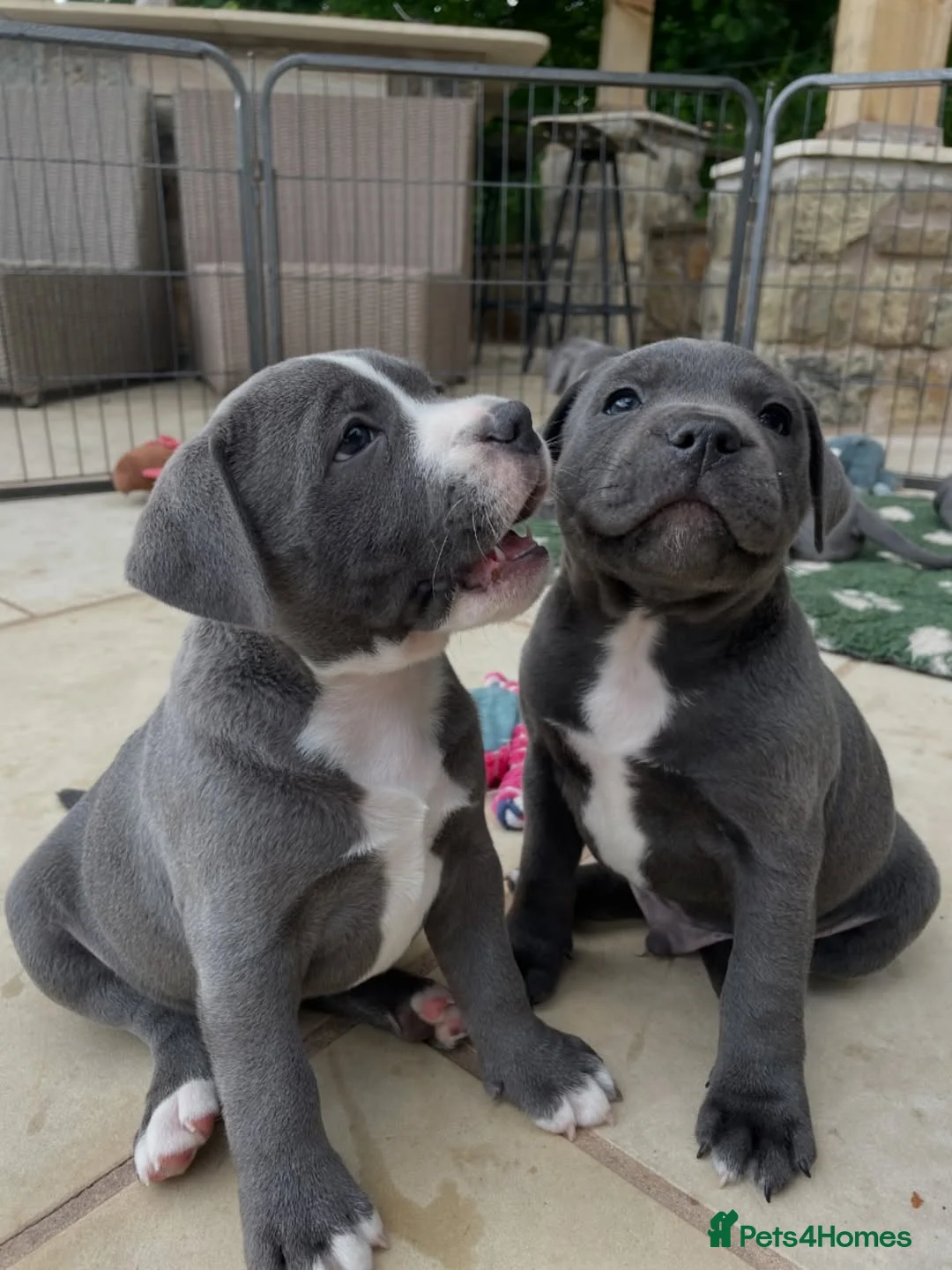 Staffordshire Bull Terrier dogs for sale: Staffordshire Bull Terrier Puppies for Sale in London - Advert 1