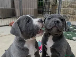 Staffordshire Bull Terrier dogs Staffordshire Bull Terrier Puppies for Sale - Advert 7