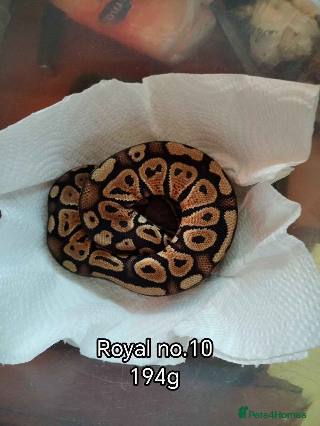 Python Snake reptiles for sale: Royal python juveniles  - Image 4