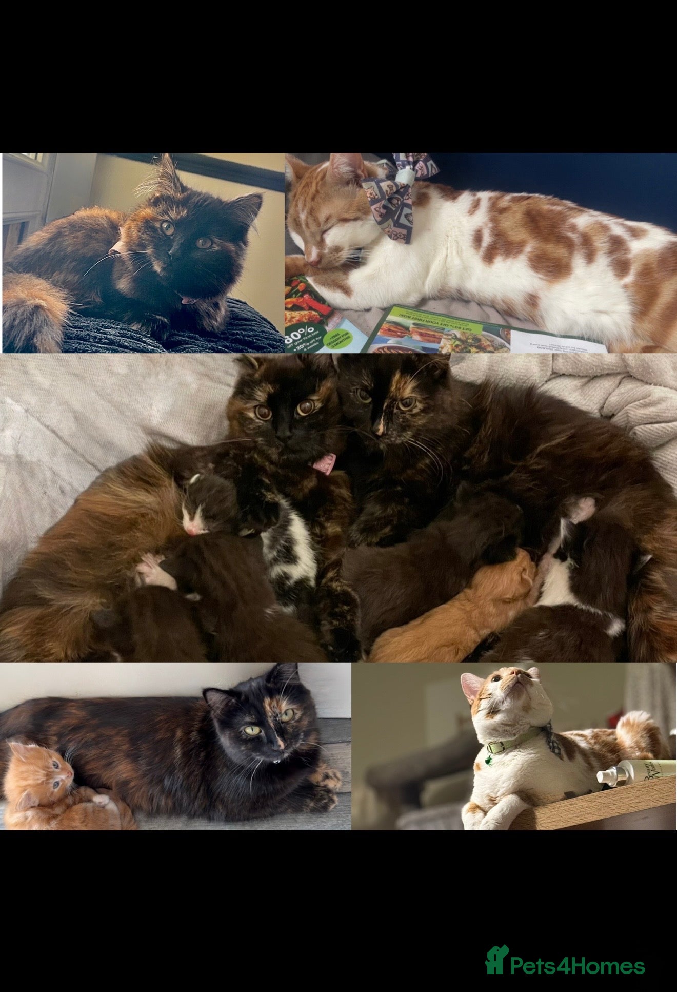 Mixed Breed cats 3 boy kittens still available  - Advert 7