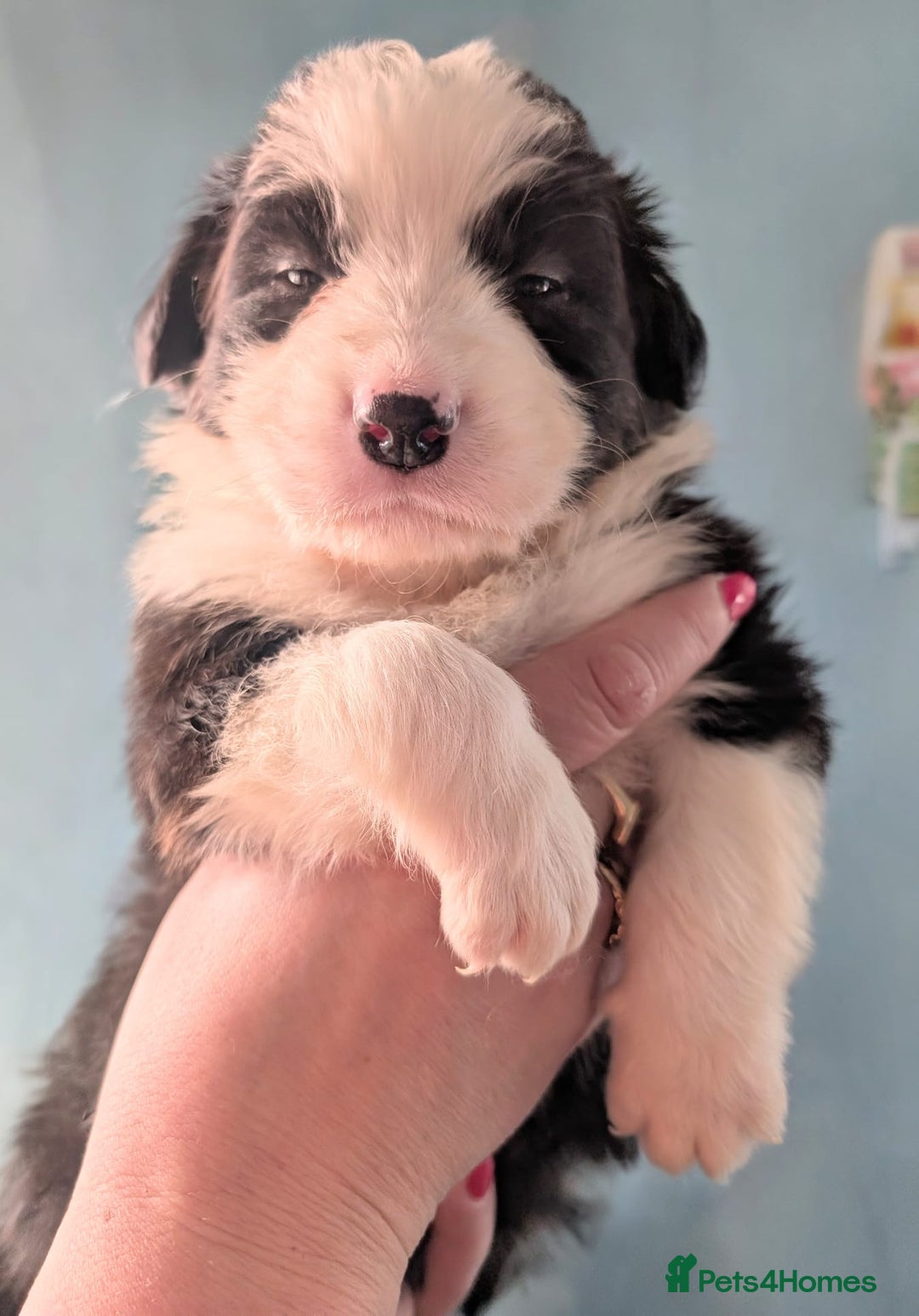 Mixed Breed dogs for sale: Beautiful Bordernese Puppies - Advert 18