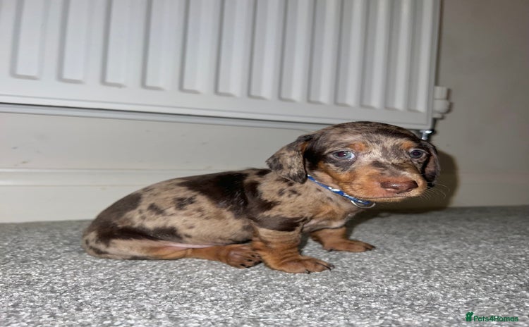 Dachshund dogs - Advert 6