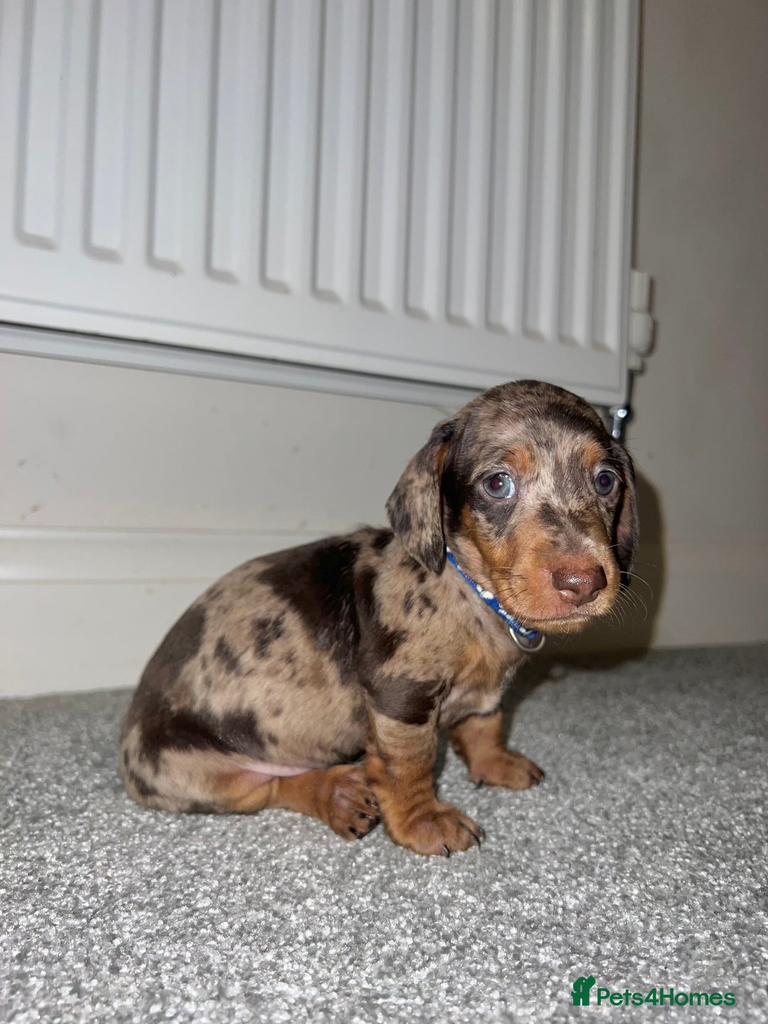 Dachshund dogs for sale: Miniature Dashunds  - Image 1