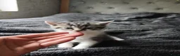 Mixed Breed cats for sale: Litter off kittens - Advert 3