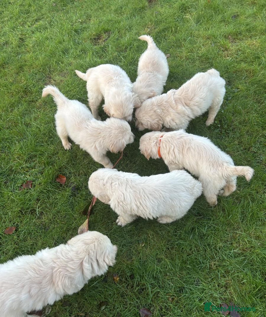 Golden Retriever dogs for sale: Adorable Golden Retriever Puppies Available - Advert 3