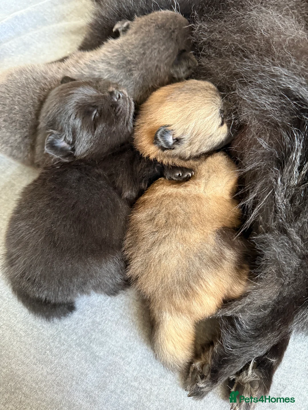 Pomeranian dogs for sale: Two Poms looking for forever home - Advert 25