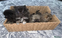 Pomchi dogs for sale: Pomchi - Advert 6